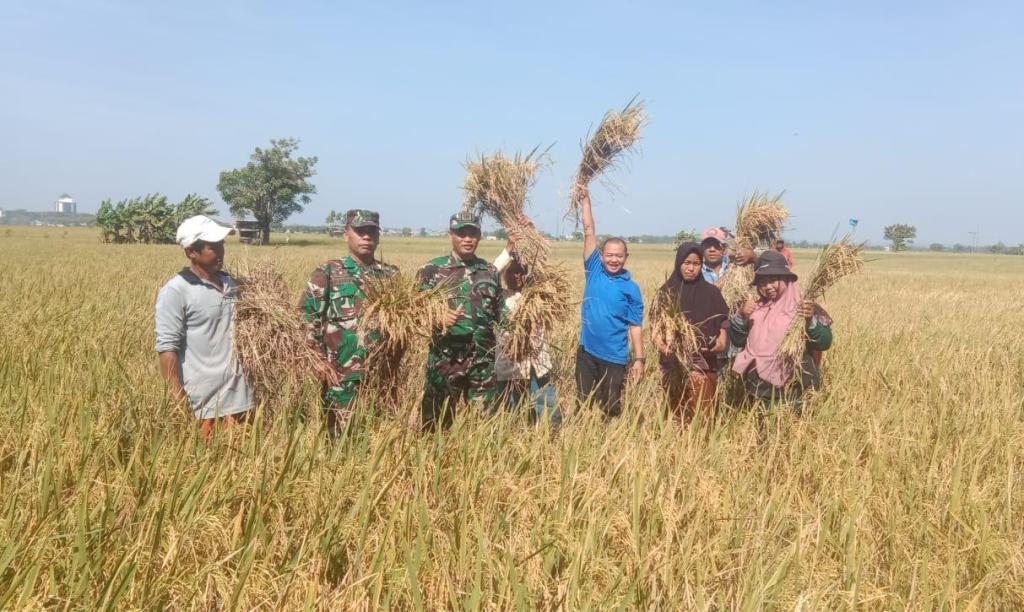 Hasil Panen Melimpah, Danramil 03/Kamal Panen Ubinan Di Desa&nbsp;Telang