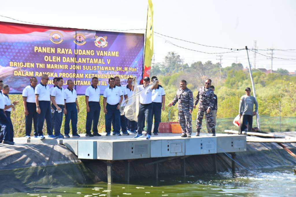 Program Ketahanan Pangan Lantamal V Panen Raya Udang&nbsp;Vaname